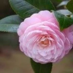 Meet your Posher, Ann